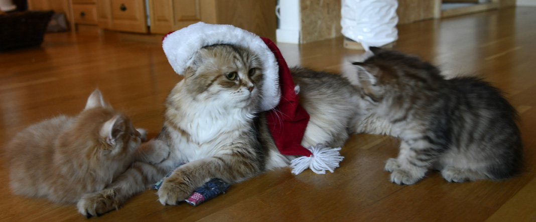 sibirisk katt Uni Jultomten